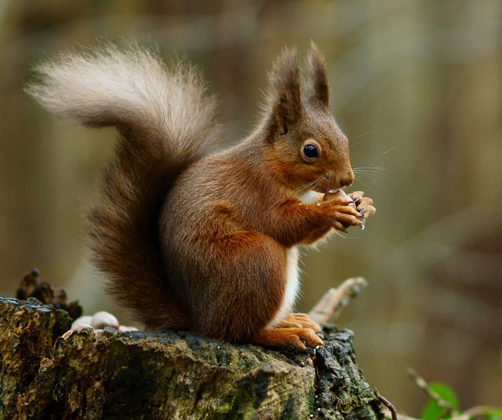 Squirrel Removal Ortonville | Bat Removal and Prevention Inc