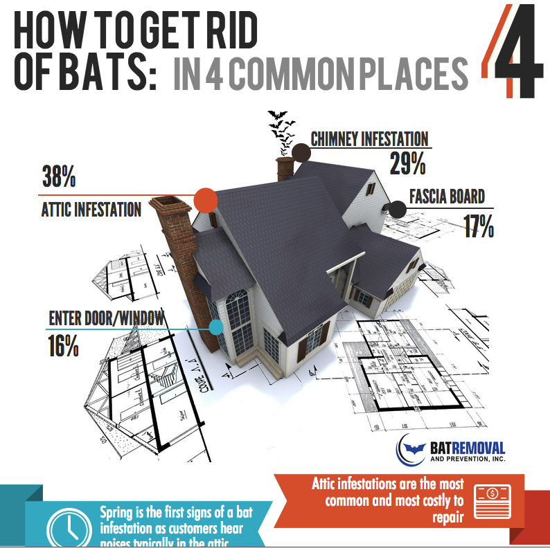bats rid common