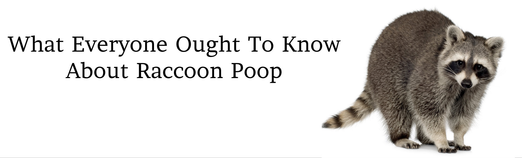 Raccoon Poop Bat Removal & Prevention, Inc.