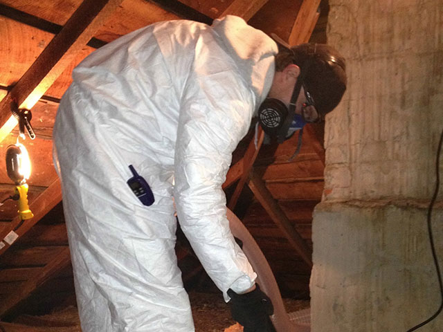bat removal tech during attic restoration