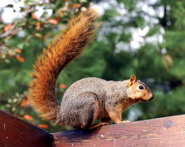 How To Effectively Get Rid Of Squirrels In The Garage