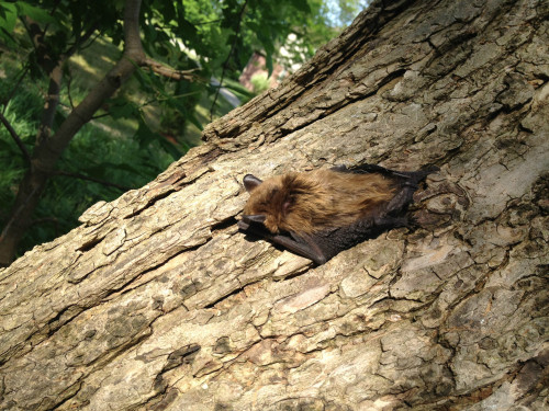 Bat that has been removed from a residence and placed in a tree