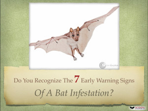 Do You Recognize The 7 Early Warning Signs Of A Bat Infestation?