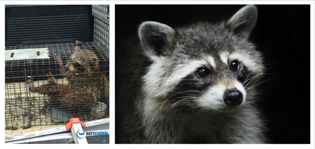 How To Get Rid Of Raccoons Michigan