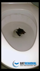 Bat In Toliet