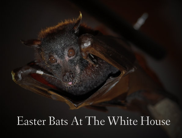 Easter Bat Greeting At The White House