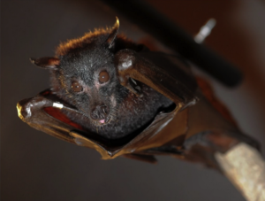 Michigan Bat Control