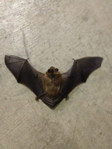 Bat in basement