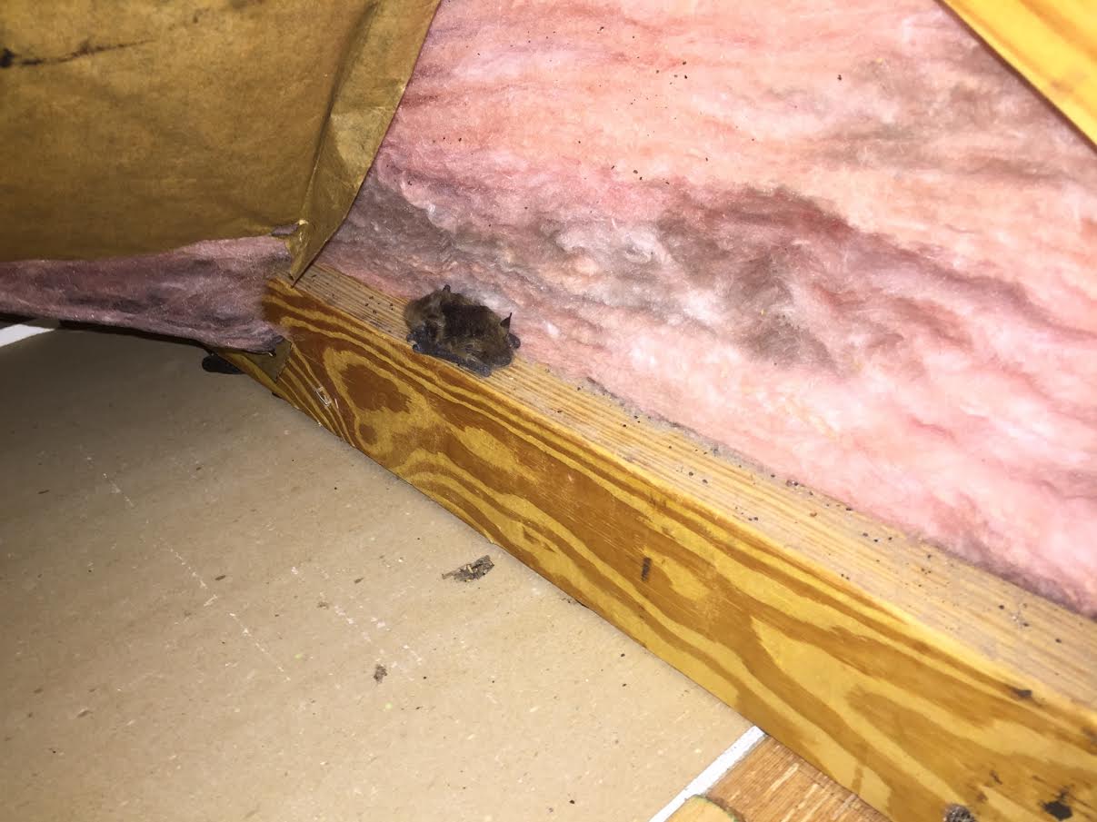 Bat In attic