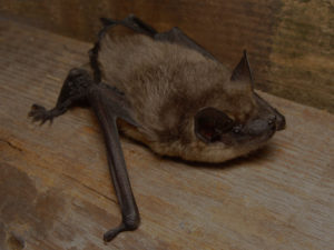 Michigan Bat Removal