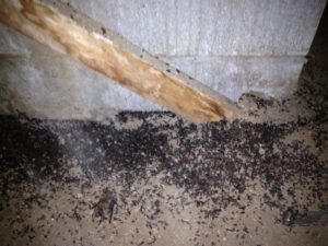 Bats in attic guano