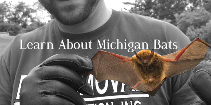 Michigan Bats | See How Easily You Can Identify Them