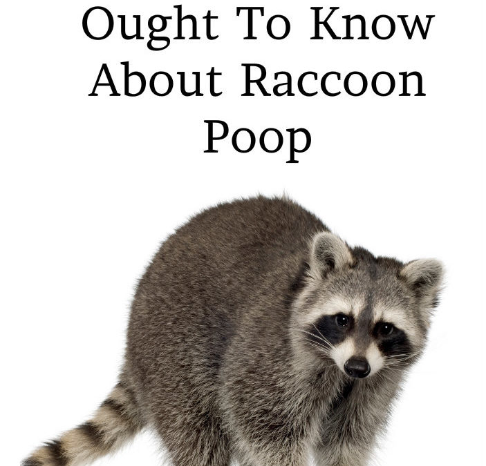 What Everyone Ought To Know About Raccoon Poop