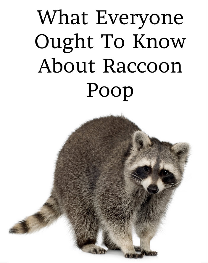 What Everyone Ought To Know About Raccoon Poop
