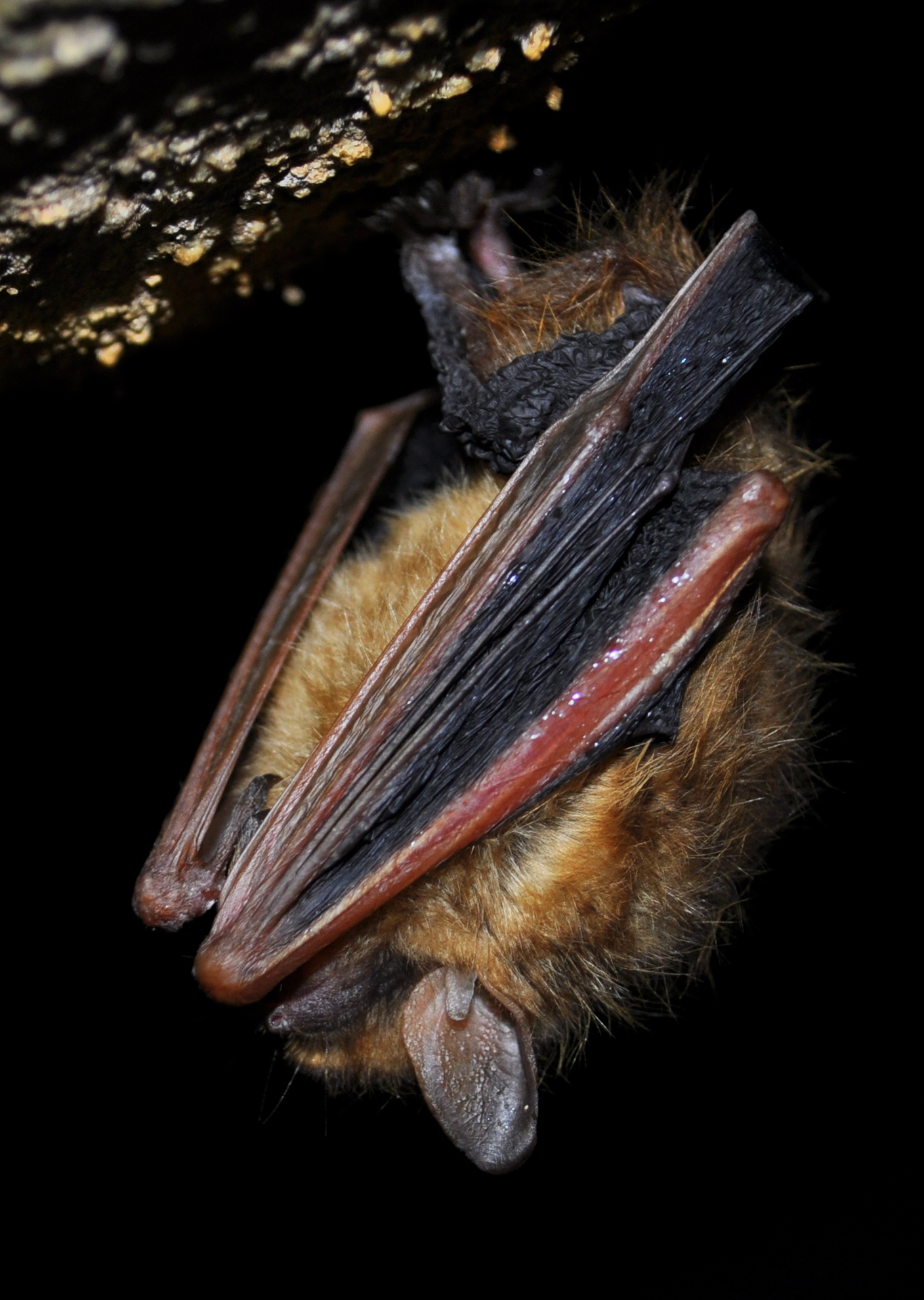 Tri-colored Bat