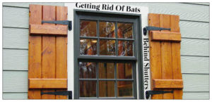 bats behind shutters