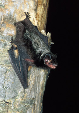 Types Of Bats Found In Michigan Oakland Co Mi My Bat Guy