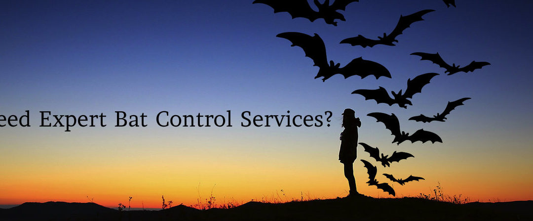 Expert Bat Control Services in Michigan