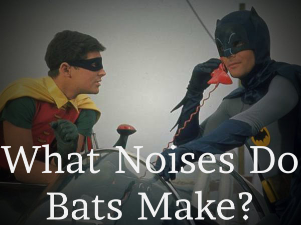 Do I Have Bats In My Home? Learn About Bat Noises And Sounds.