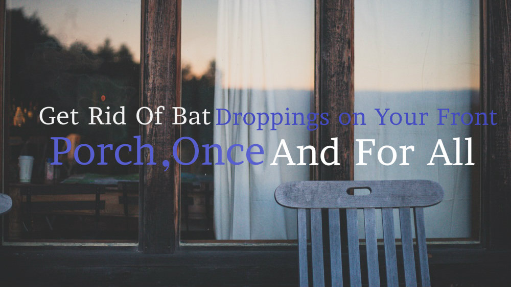 Get Rid Of Bat Droppings