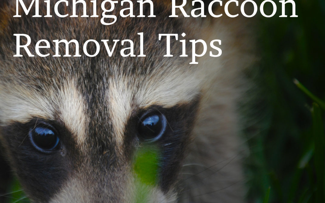 How To Get Rid Of Raccoons