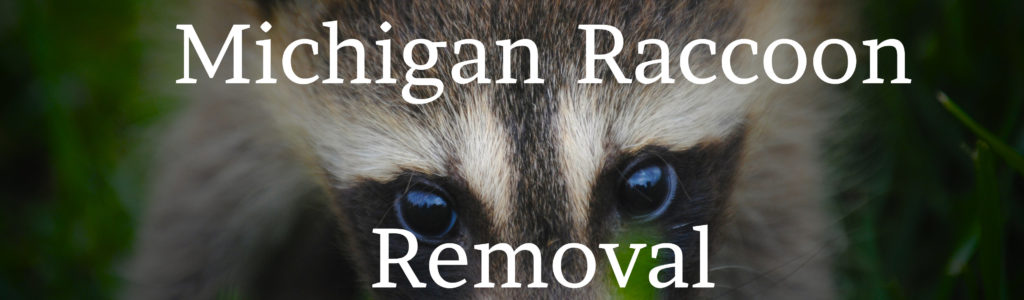 Photo of Raccoon with words Michigan Raccoon Removal