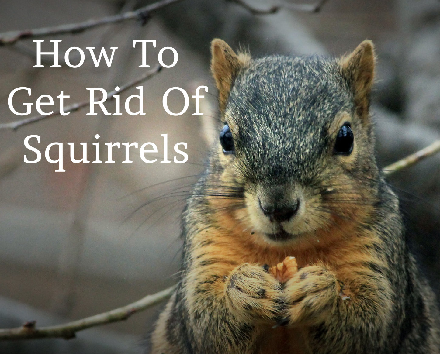How To Get Rid Of Squirrels In Michigan Tips