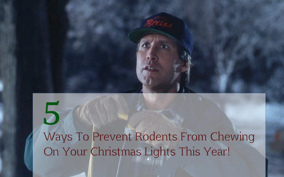 5 Ways To Prevent Rodents From Chewing On Your Christmas Lights