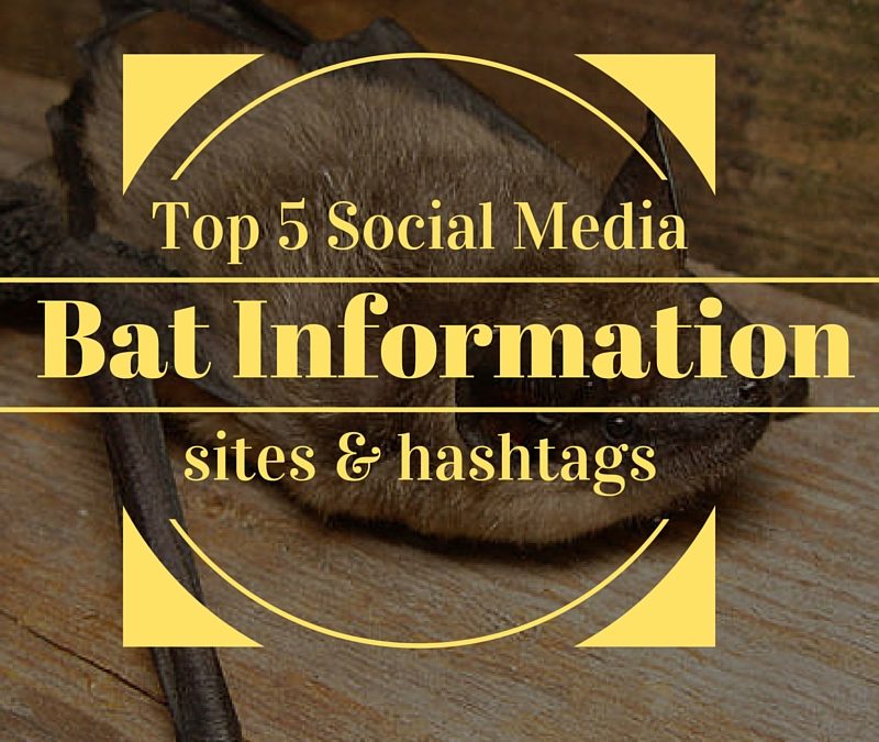 Top 5 Social Media Sites For Bat Information