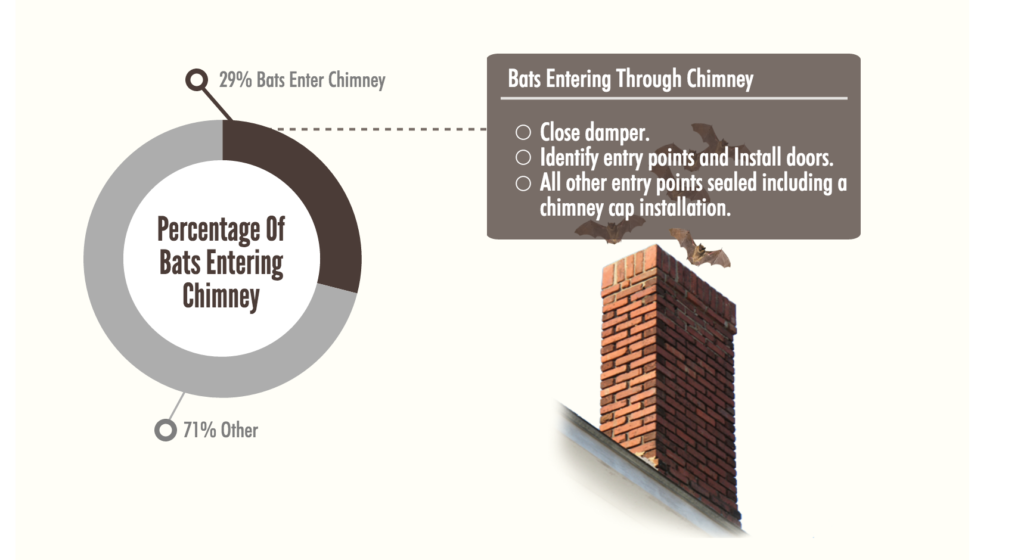 4 Ways Bats Keep Getting In Your House.