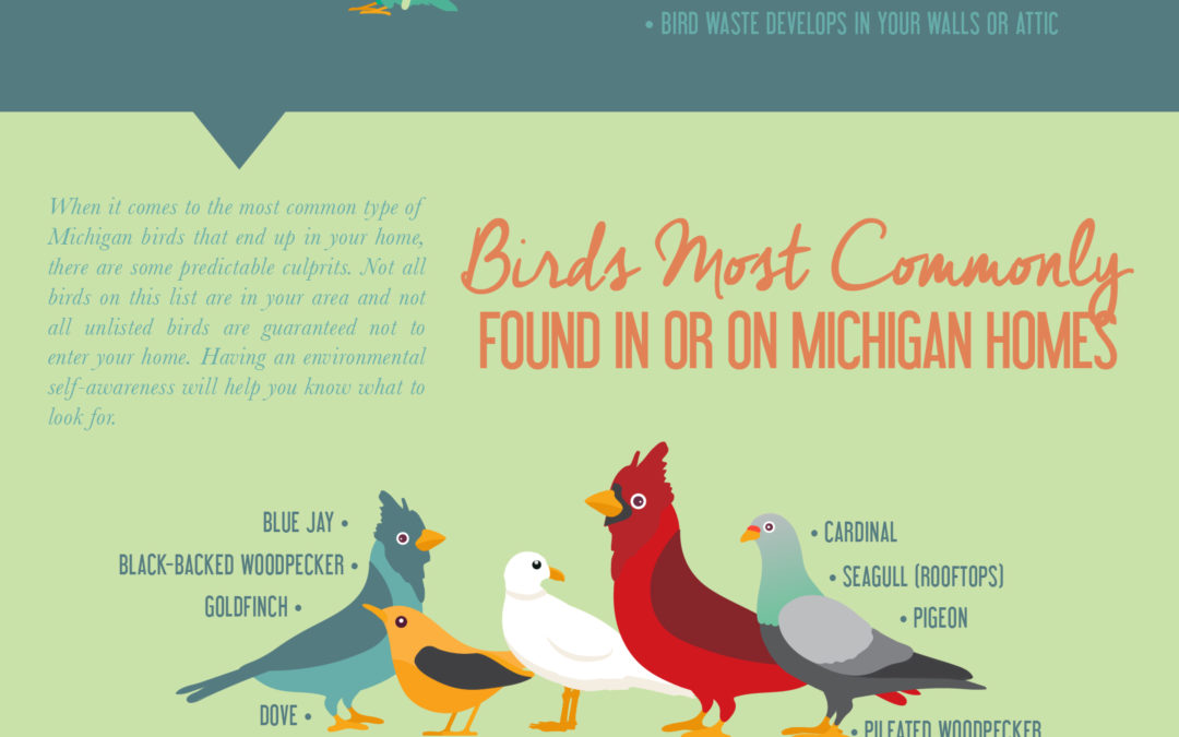 Easy Michigan Bird And Bird Nest Removal | Free Infographic