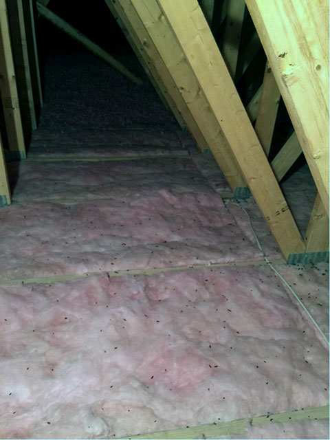 My Bat Guy Original Photo of Bat Guano in Attic Insulation bat guano in attic insulation before restoration