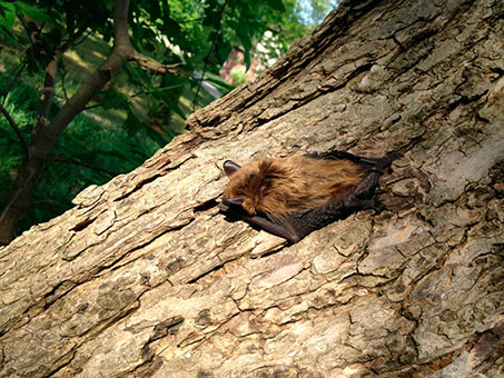 Bat Removed Bat Removed