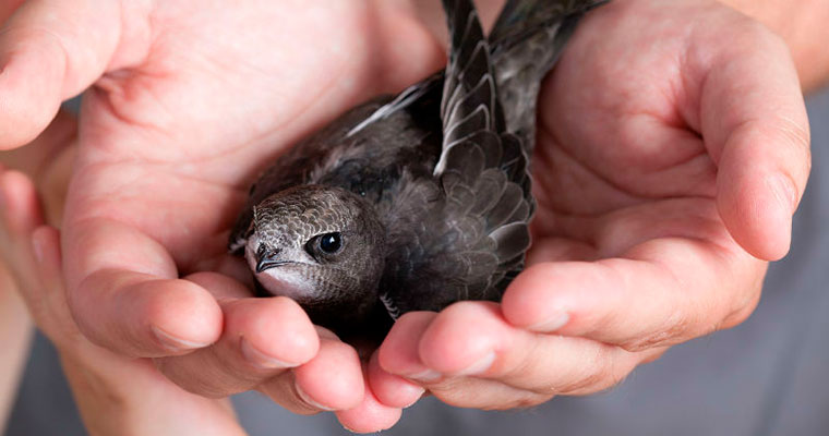 Swift being held in hands after removal