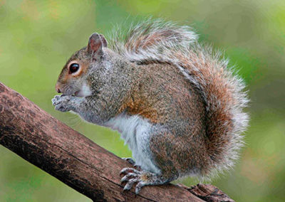 Eastern Grey Squirrel standing on tree