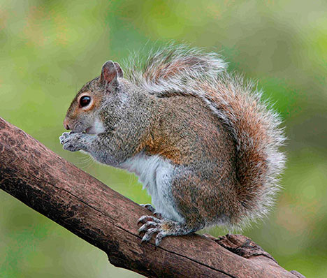 Eastern Grey Squirrel standing on tree