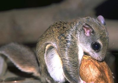 Flying Squirrel eating nut