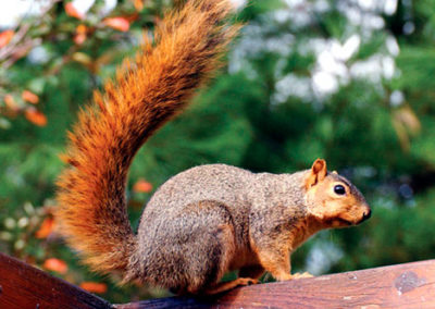 Fox Squirrel sitting on wood ledge