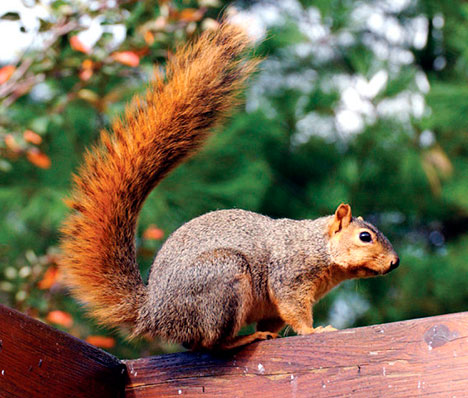 Fox Squirrel sitting on wood ledge