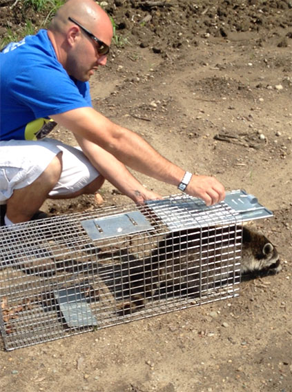 Raccoon being humanely released from caged into the wild after humane removal
