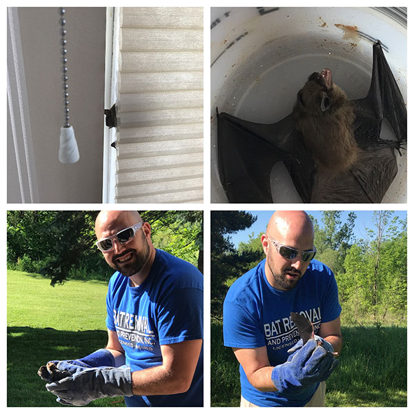 collage showing bat removal process of catching the bat in a bucket and then releasing it