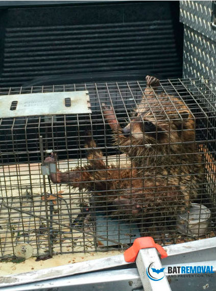 Raccoon in cage after being trapped