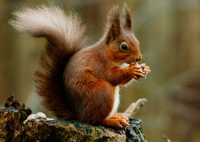 Red Squirrel sitting on tree trunk