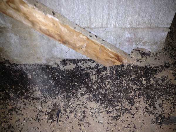 Rodent/Bat Waste Accumulation in Attic