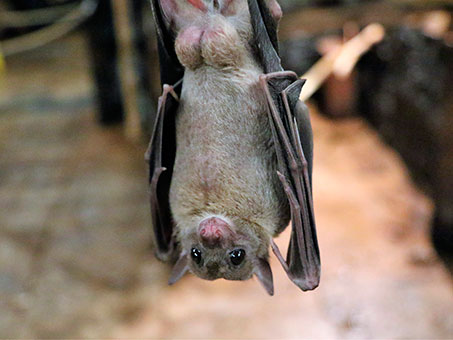 Close up of bat hanging upside down