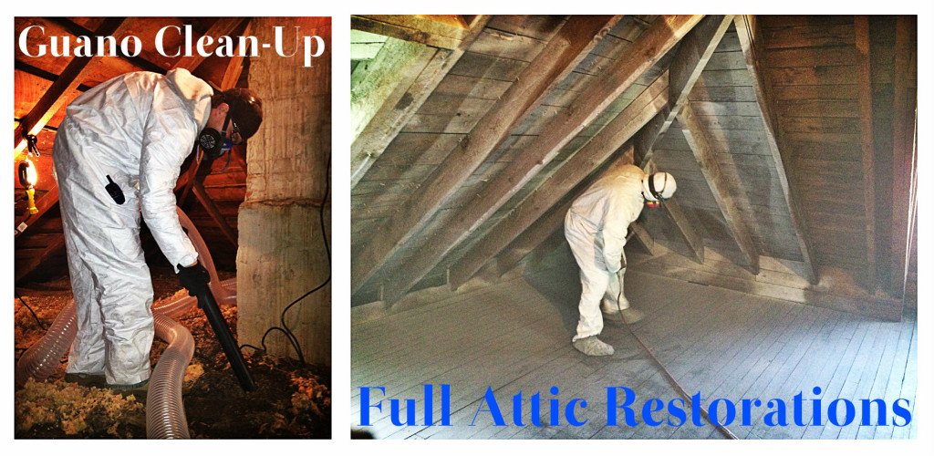 Technician completing attic restoration process with guano clean up on the left and full attic restoration on the right