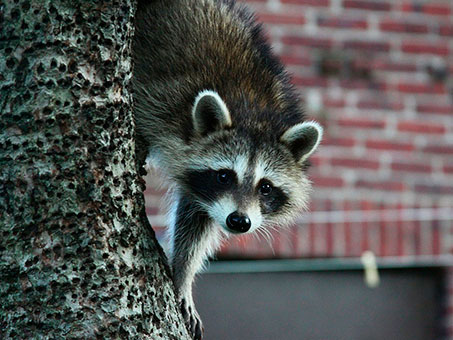 Close up of raccoon climbing down tree trunk