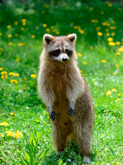 Raccoon standing up in grass