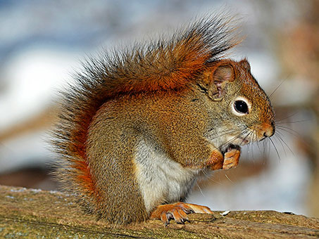 Close up of red squirrel sitting on a branch