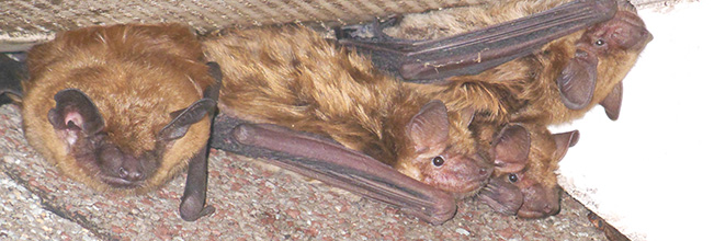 bats roosting in attic